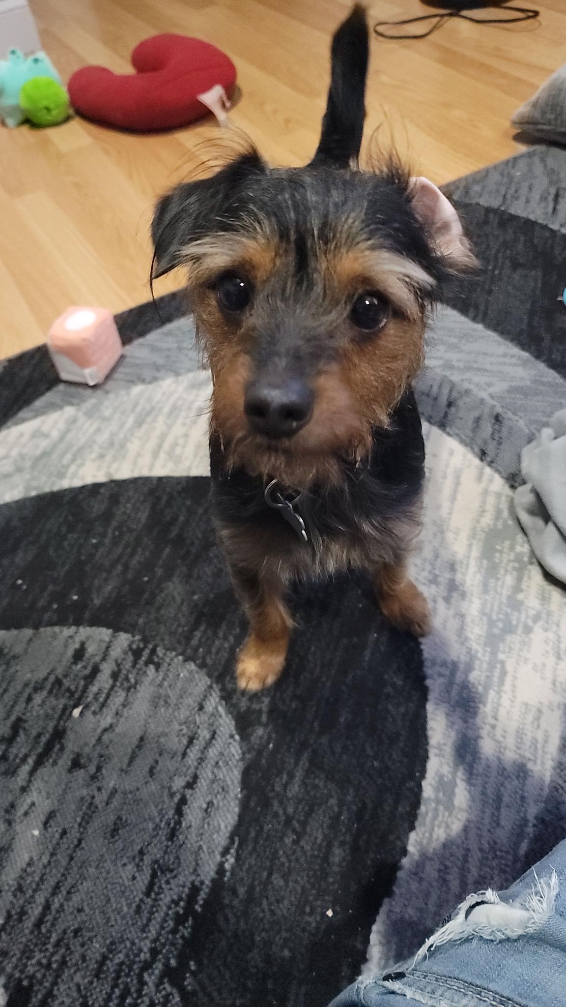 Dog for adoption Dallas, a Yorkshire Terrier Mix in King of Prussia