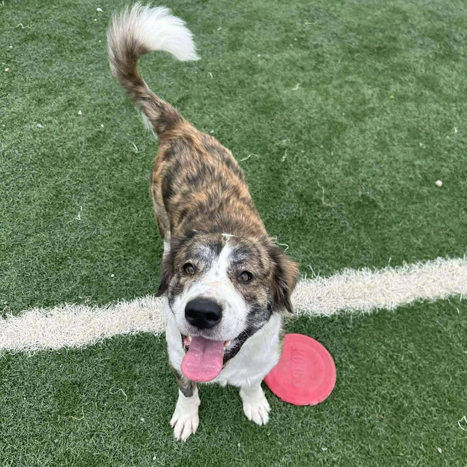 Miracle, a ADOPTABLE mixed breed in Hopkinton, MA image 1/6