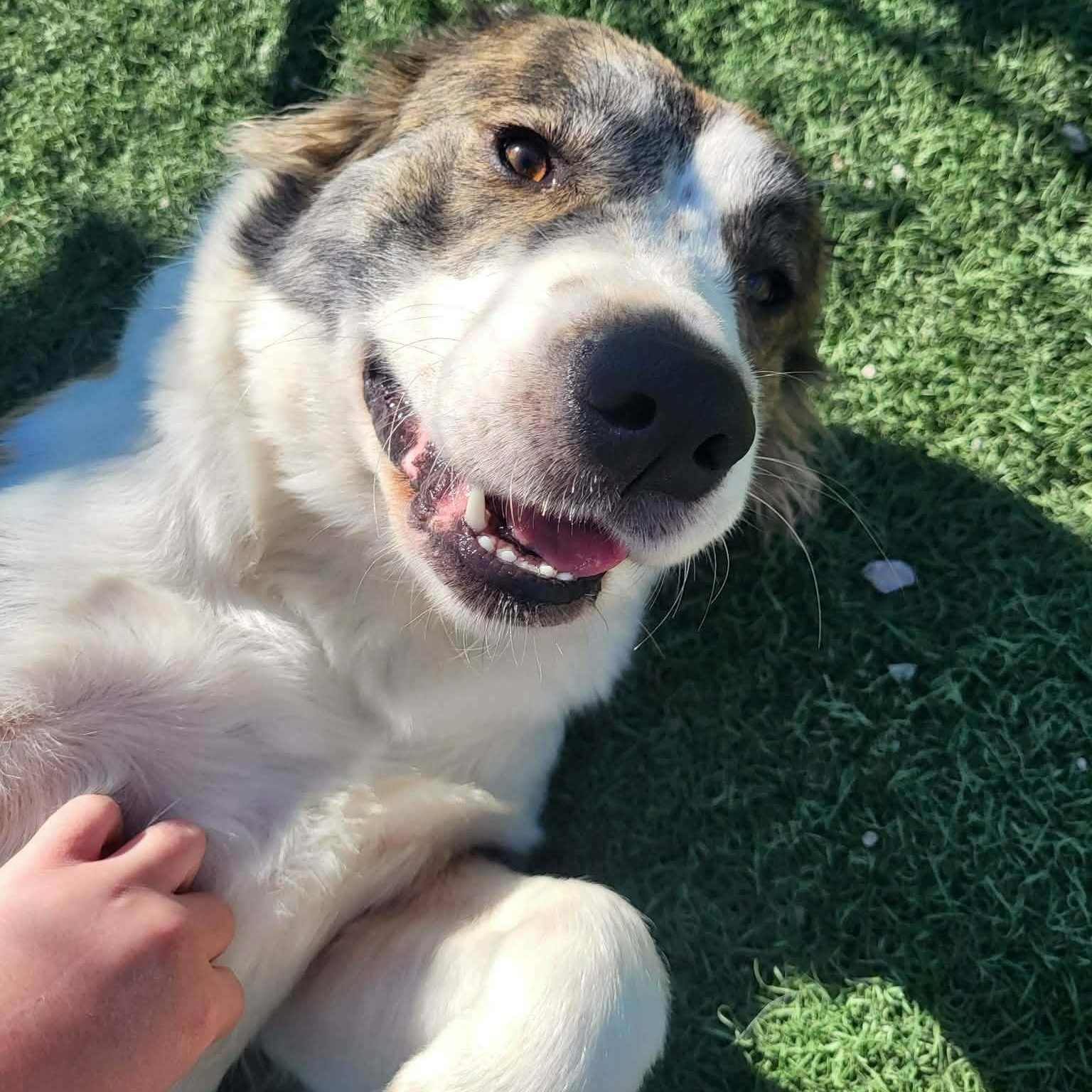 Miracle, a ADOPTABLE mixed breed in Hopkinton, MA image 3/6