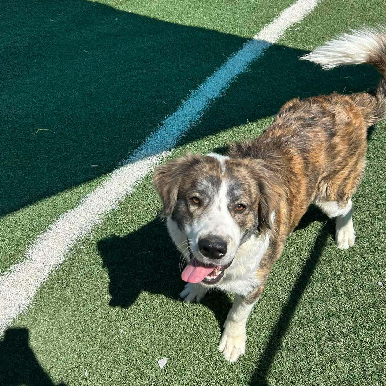 Miracle, a ADOPTABLE mixed breed in Hopkinton, MA image 6/6