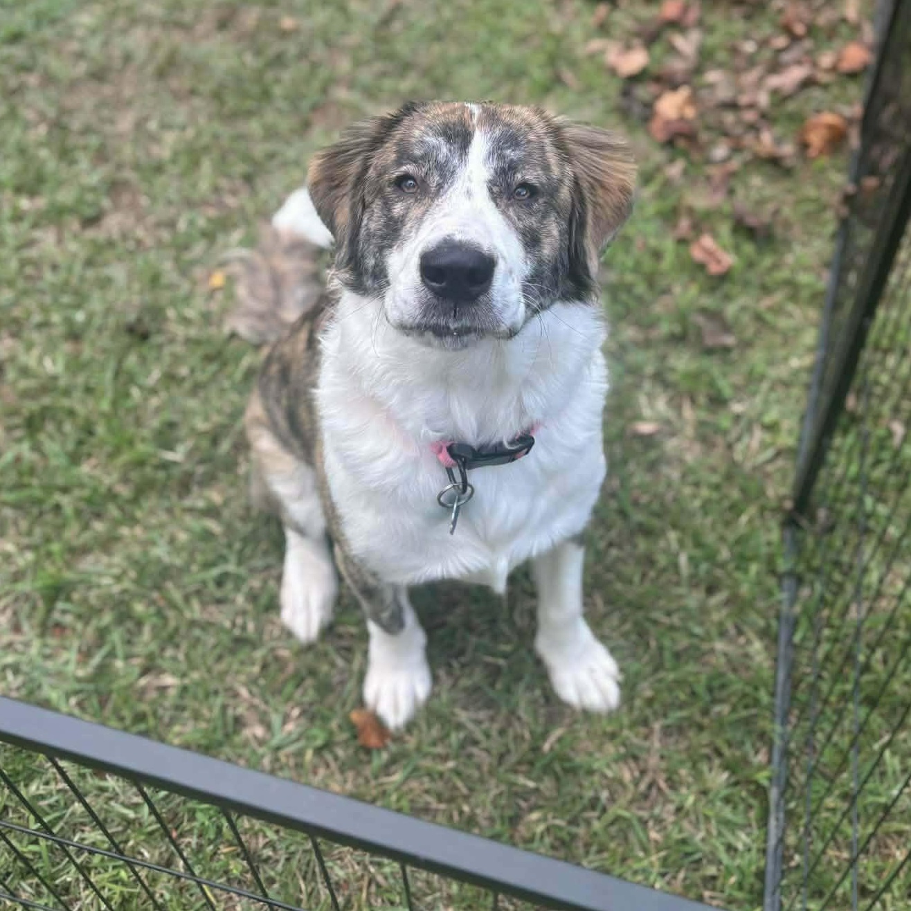 Miracle, a ADOPTABLE mixed breed in Hopkinton, MA image 4/6