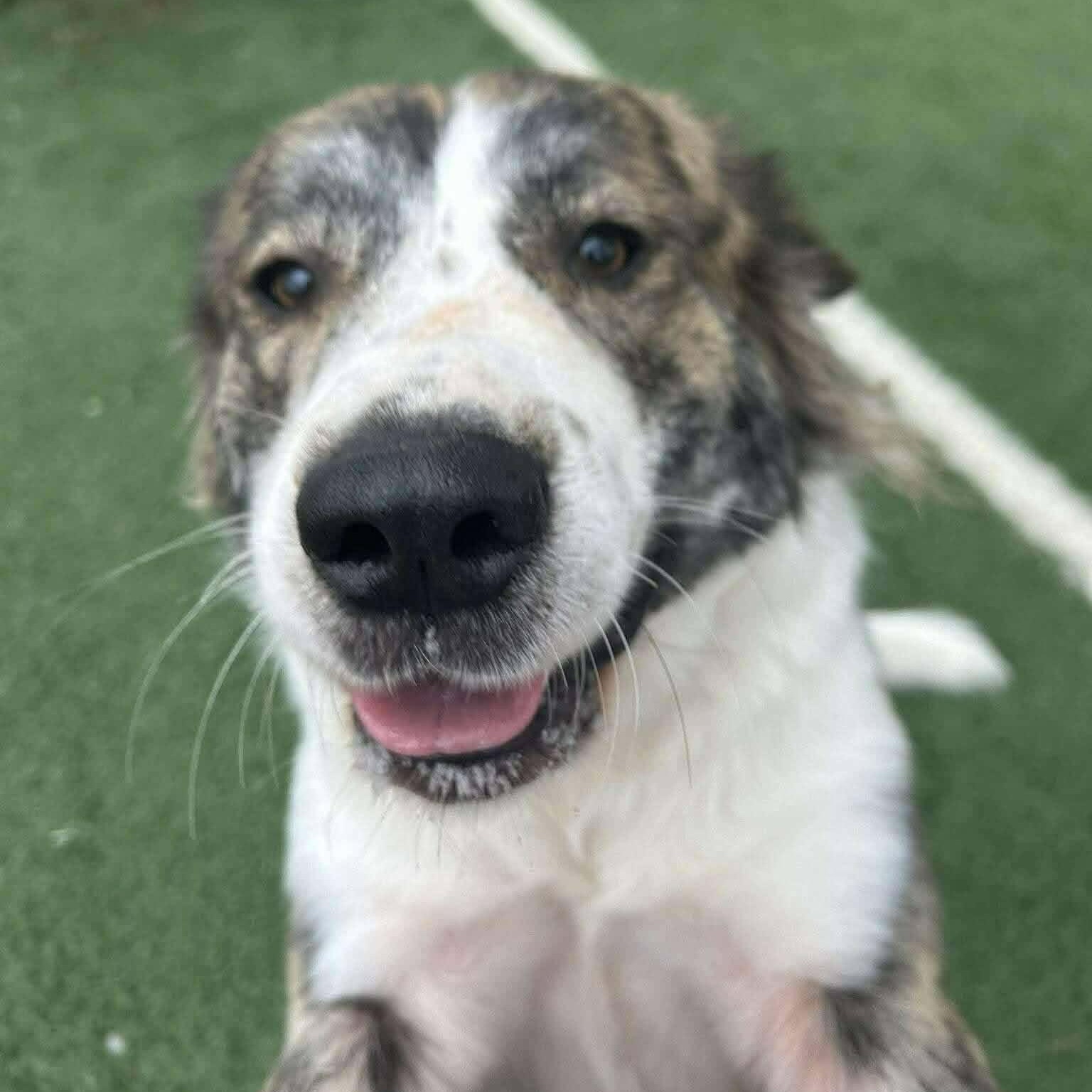 Miracle, a ADOPTABLE mixed breed in Hopkinton, MA image 5/6