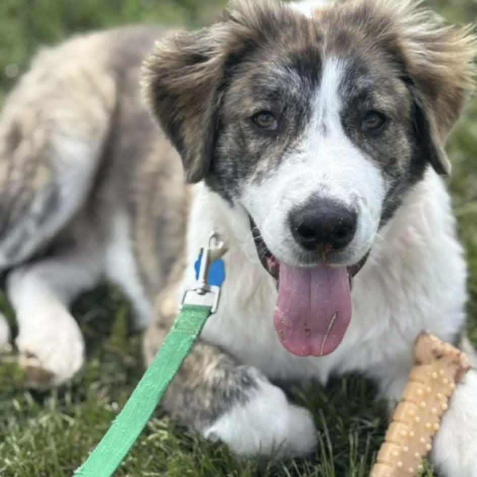 Miracle, a ADOPTABLE mixed breed in Hopkinton, MA image 2/6