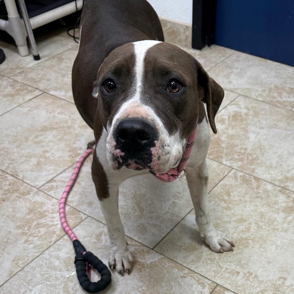 Violet, a Adoptable Mixed Breed in Galveston, TX image 1/3