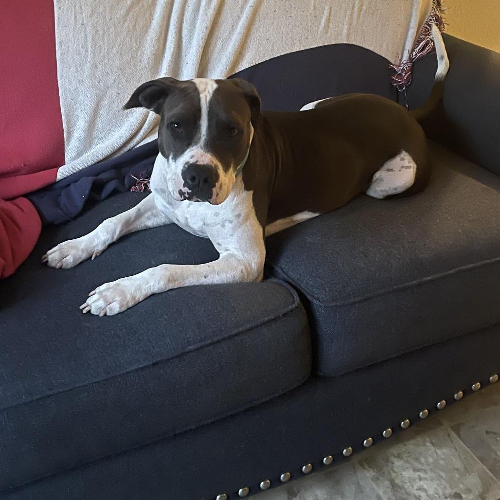 Enlarge Violet, a Adoptable Mixed Breed in Galveston, TX image 1/6