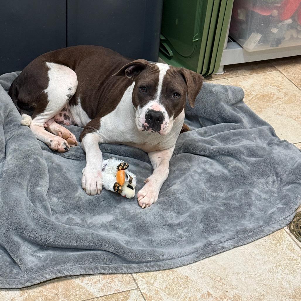 Enlarge Violet, a Adoptable Mixed Breed in Galveston, TX image 2/6