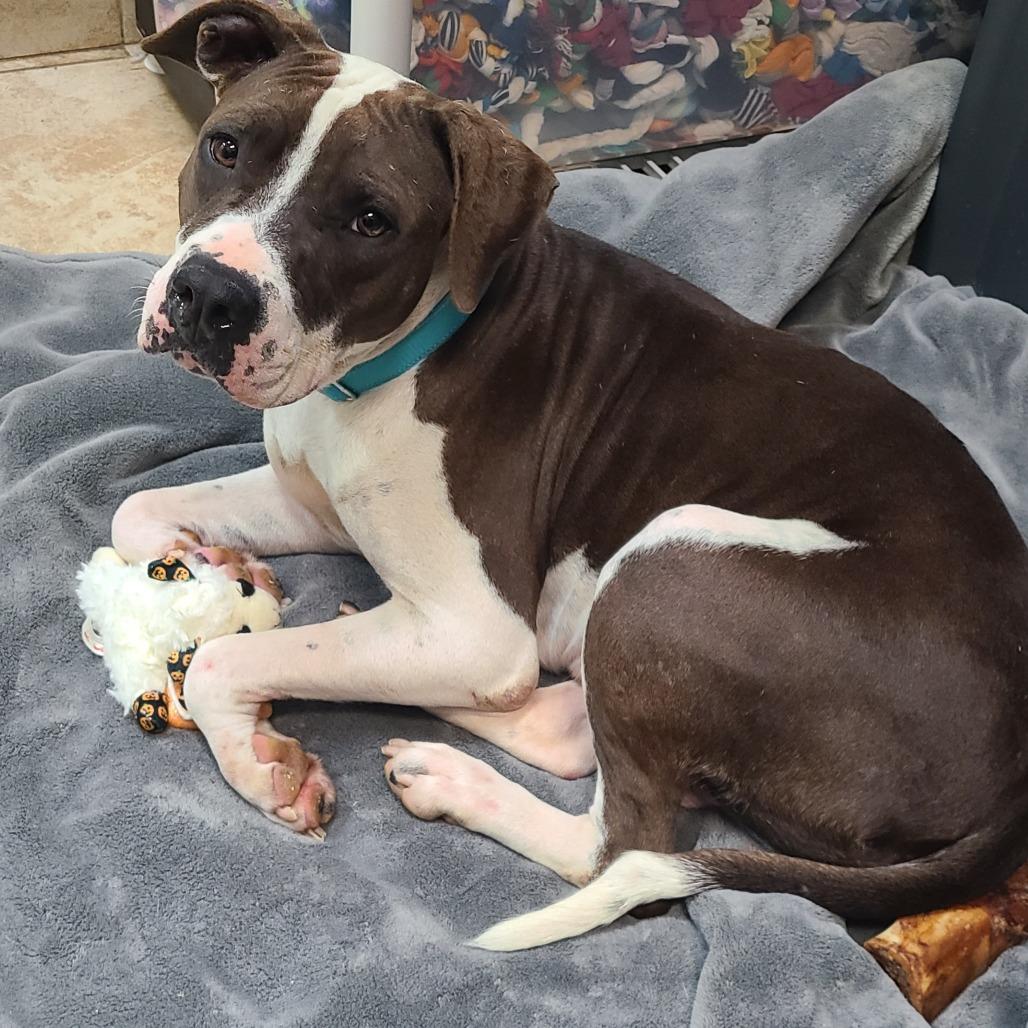 Violet, a Adoptable Mixed Breed in Galveston, TX image 2/3