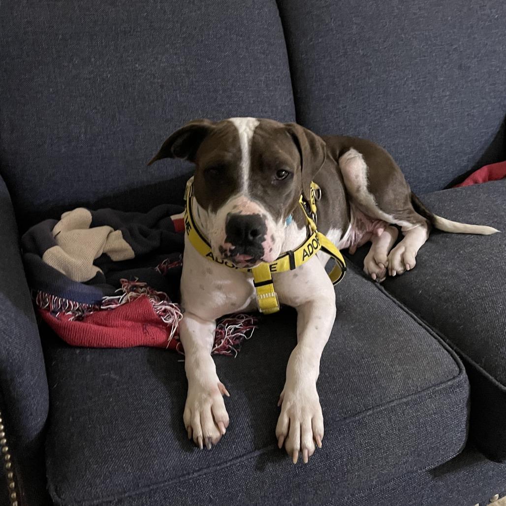 Enlarge Violet, a Adoptable Mixed Breed in Galveston, TX image 4/6