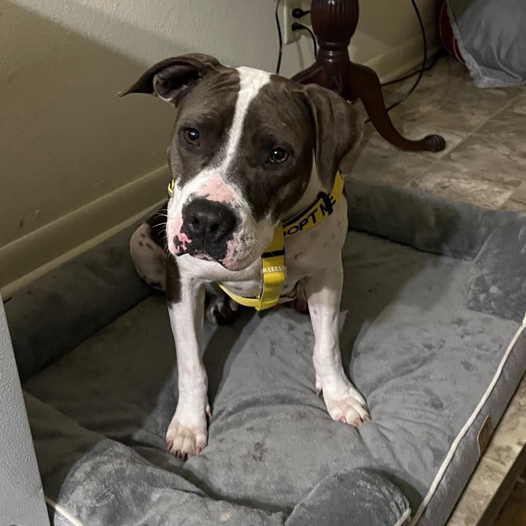 Enlarge Violet, a Adoptable Mixed Breed in Galveston, TX image 5/6