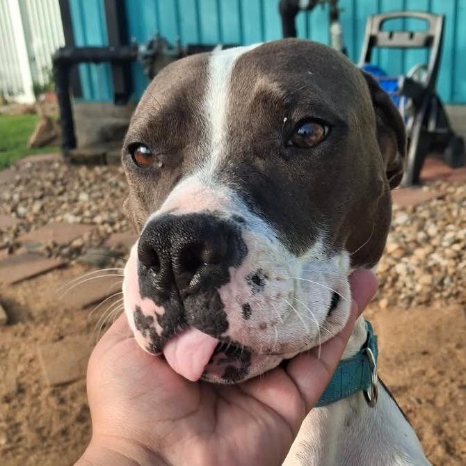 Enlarge Violet, a Adoptable Mixed Breed in Galveston, TX image 6/6