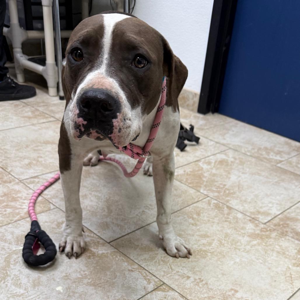 Violet, a Adoptable Mixed Breed in Galveston, TX image 3/3