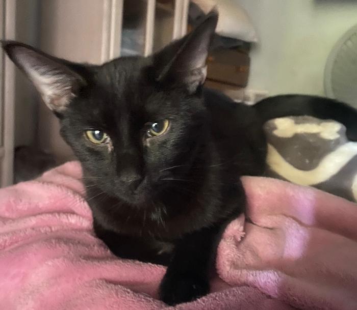 Enlarge BamBam, a Adoptable Domestic Short Hair in Phoenix, AZ image 2/3