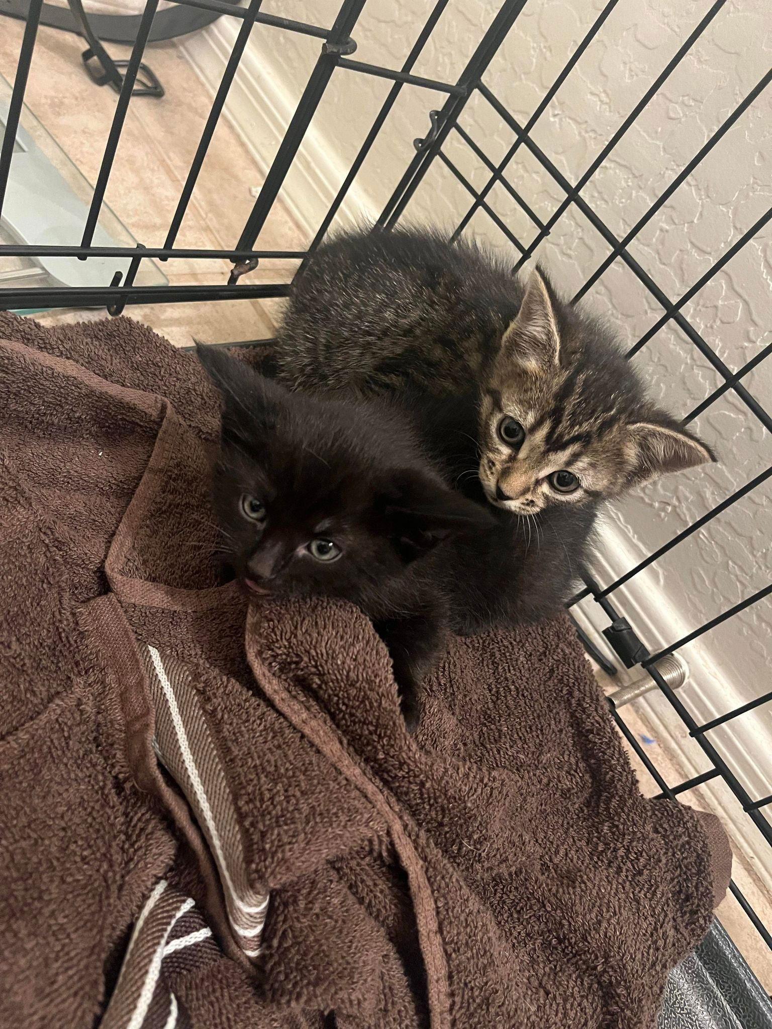 Enlarge BamBam, a Adoptable Domestic Short Hair in Phoenix, AZ image 3/3