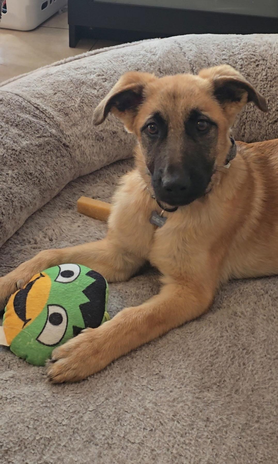 Bueller, adopted, Puppy Male Shepherd.