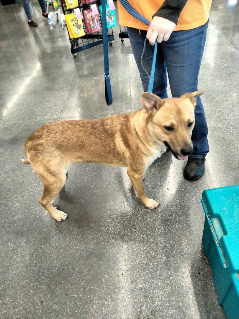 Enlarge Bubba, a Adoptable mixed breed in New York, NY image 2/2