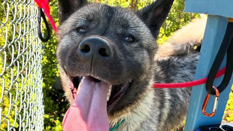 Enlarge Ace, a Adoptable Akita in Romoland, CA image 1/3