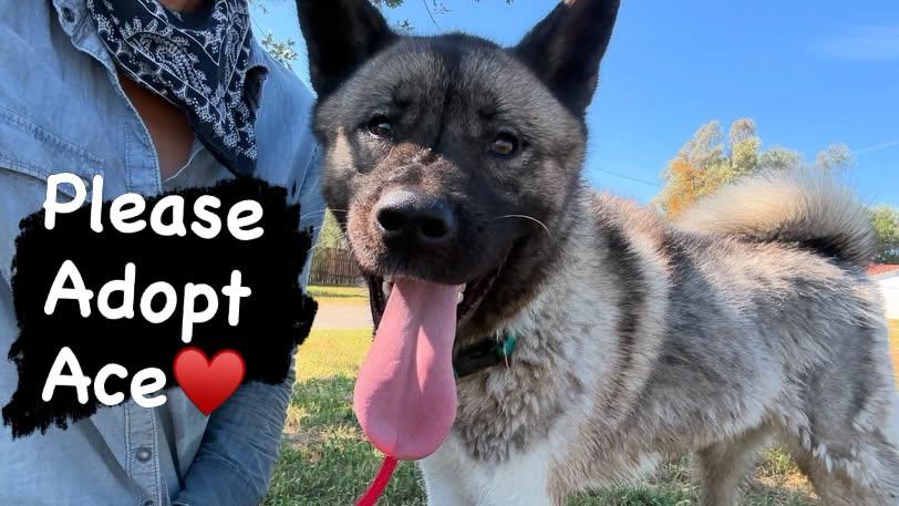 Enlarge Ace, a Adoptable Akita in Romoland, CA image 2/3