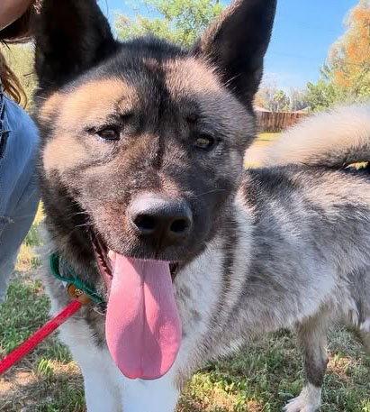 Enlarge Ace, a Adoptable Akita in Romoland, CA image 3/3