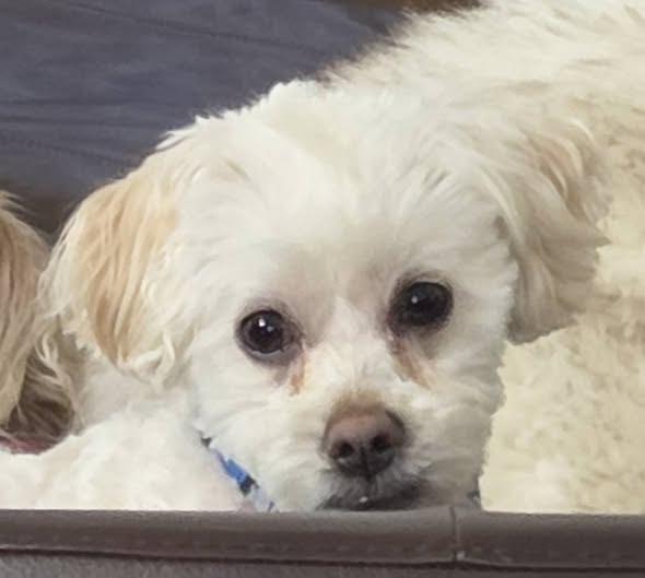 Howard, Adoptable, Young Male Maltese.