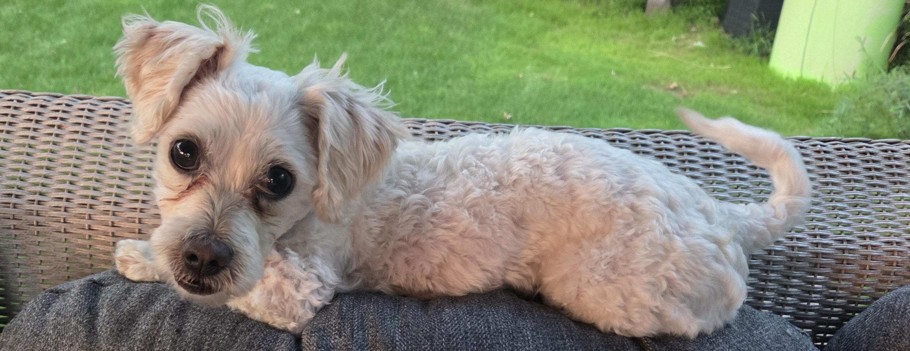 Howard, a Adoptable mixed breed in Racine, WI image 1/2