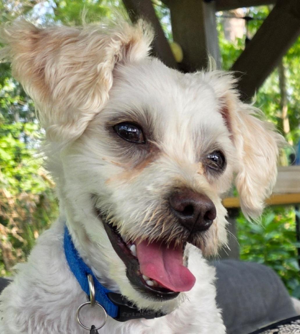 Dog for adoption - Howard, a Maltese Mix in Racine, WI | Petfinder