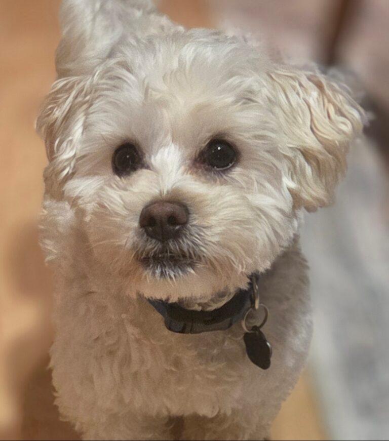 Howard, Adoptable, Young Male Maltese.