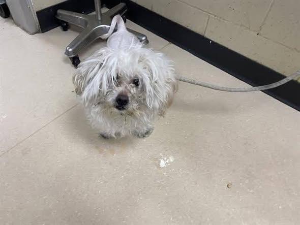 Enlarge Howard, a Adoptable mixed breed in Fremont, WI image 5/5