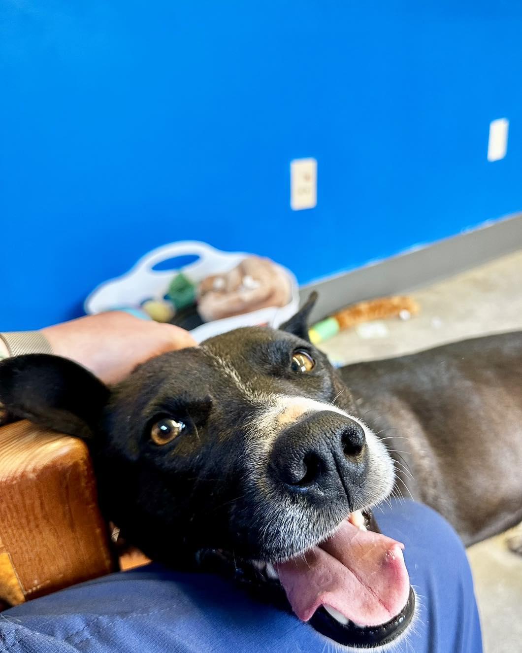 Enlarge Joplin, a ADOPTABLE Mixed Breed in Millersburg, OH image 4/4