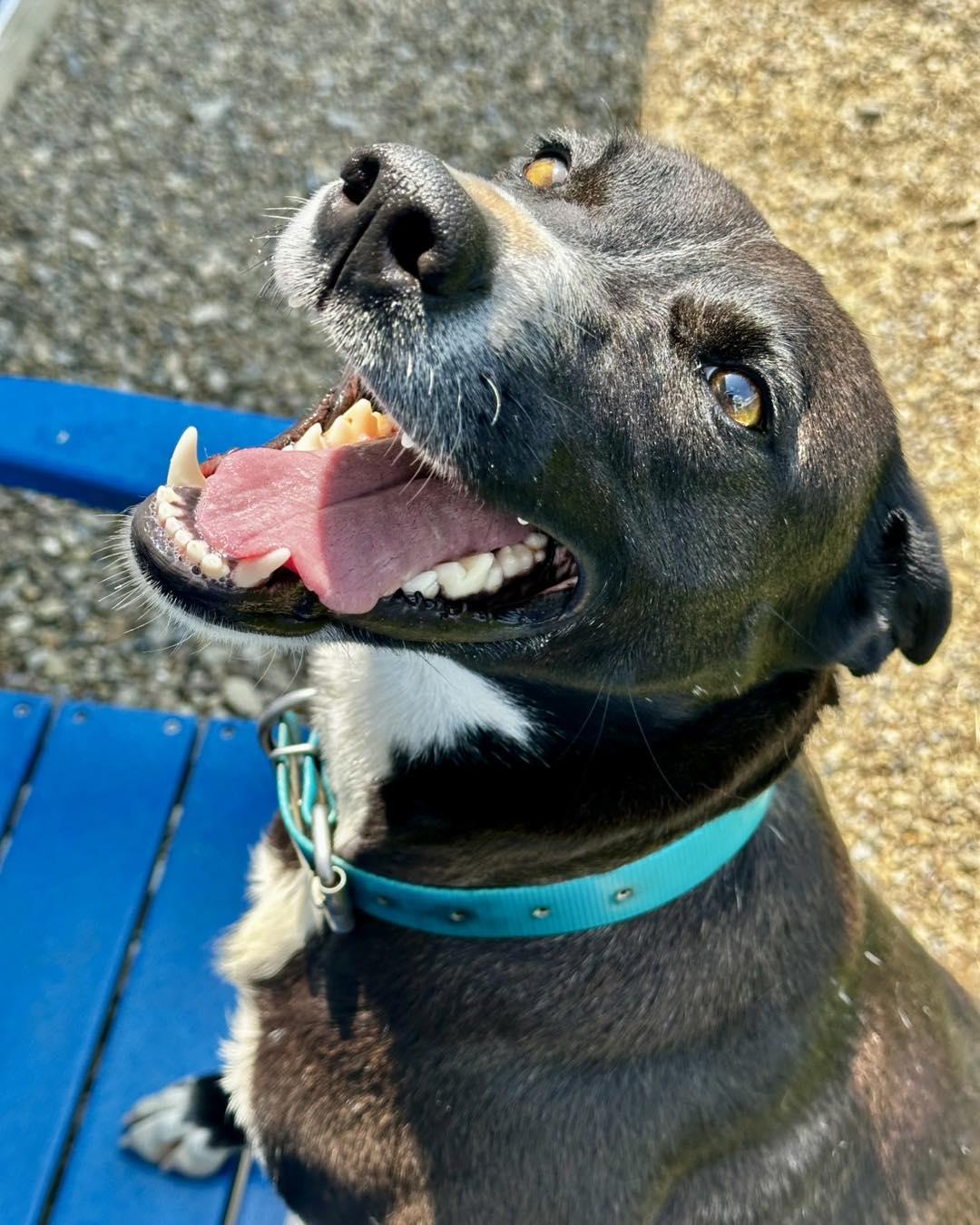Enlarge Joplin, a ADOPTABLE Mixed Breed in Millersburg, OH image 2/4