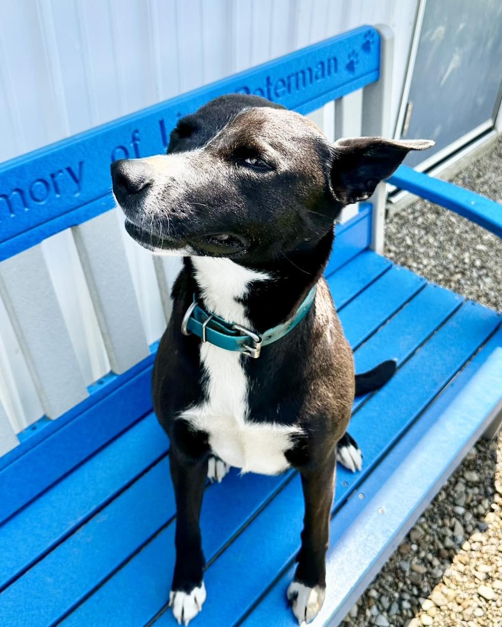 Enlarge Joplin, a ADOPTABLE Mixed Breed in Millersburg, OH image 3/4