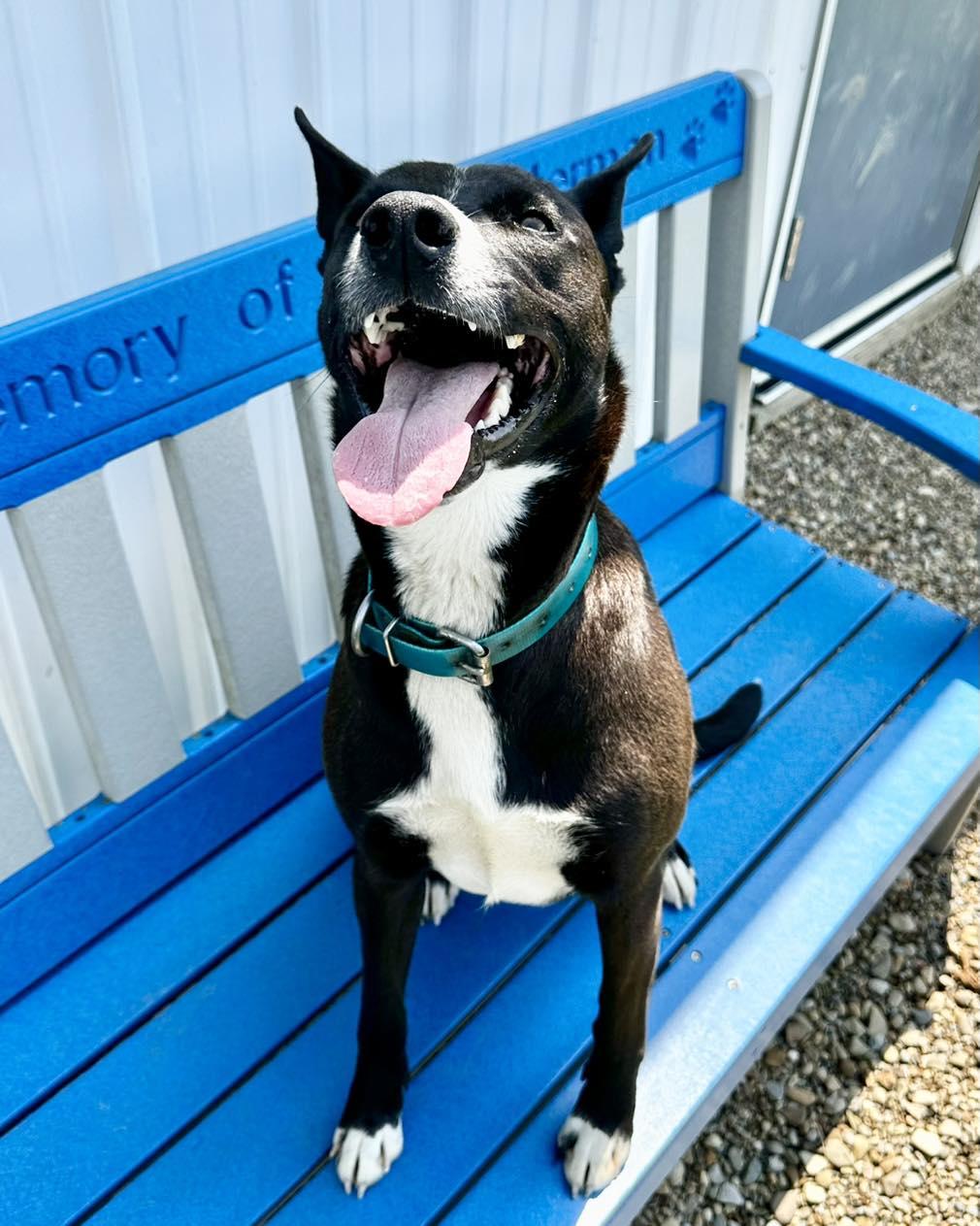 Joplin, ADOPTABLE, Adult Female Mixed Breed.