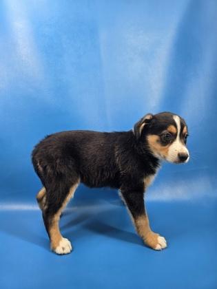 Enlarge Fae, a Adoptable mixed breed in Morton Grove, IL image 1/2