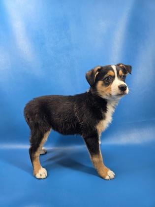 Enlarge Fae, a Adoptable mixed breed in Morton Grove, IL image 2/2