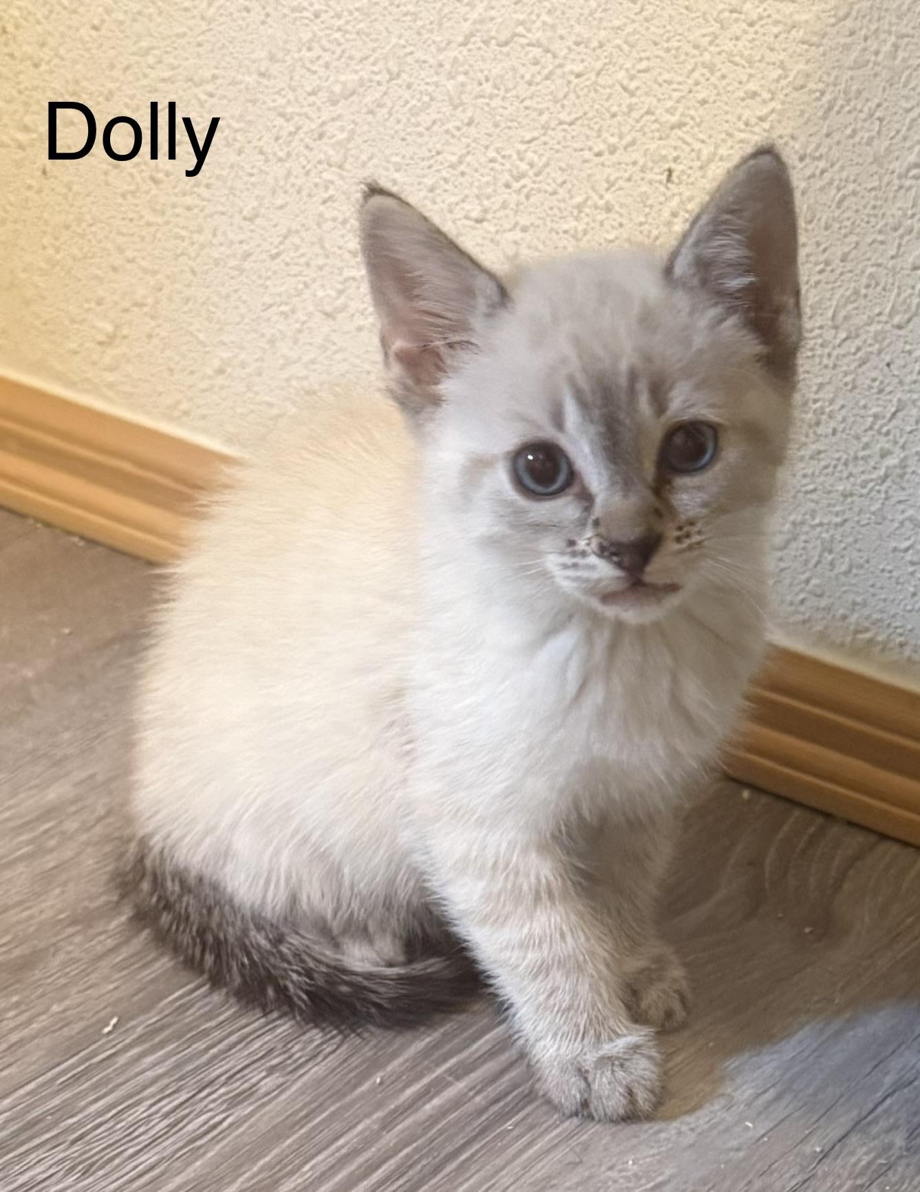 DOLLY, adopted, Kitten Female Siamese.