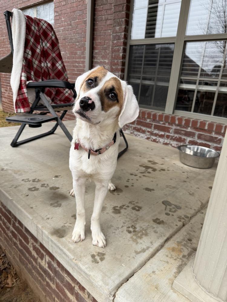 Enlarge Fallon Feather, a Adoptable mixed breed in Boston, MA image 1/6