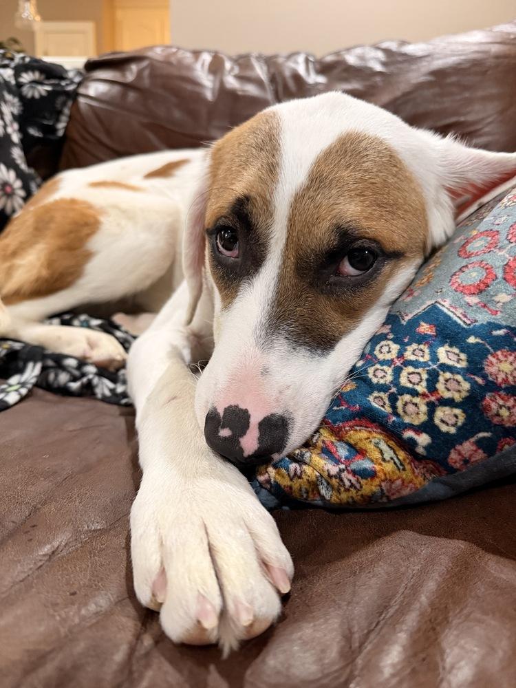 Enlarge Fallon Feather, a Adoptable mixed breed in Boston, MA image 2/6