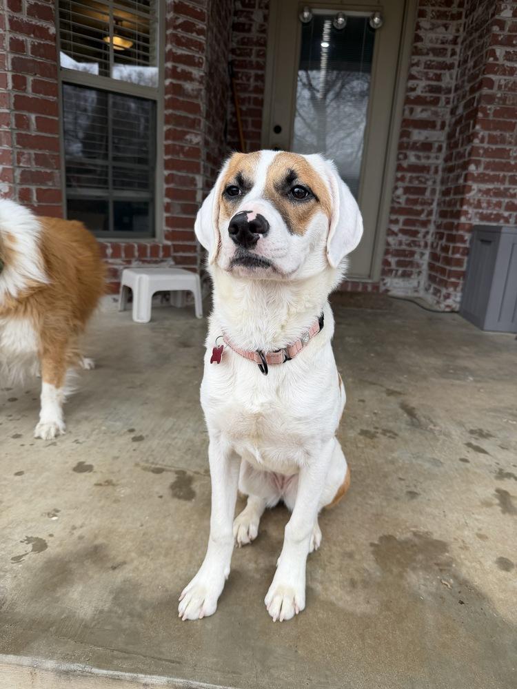 Enlarge Fallon Feather, a Adoptable mixed breed in Boston, MA image 3/6