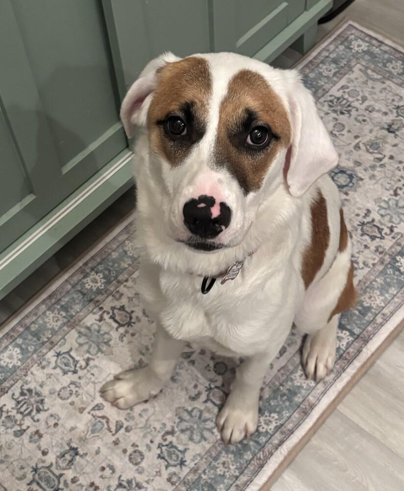 Enlarge Fallon Feather, a Adoptable mixed breed in Boston, MA image 4/6