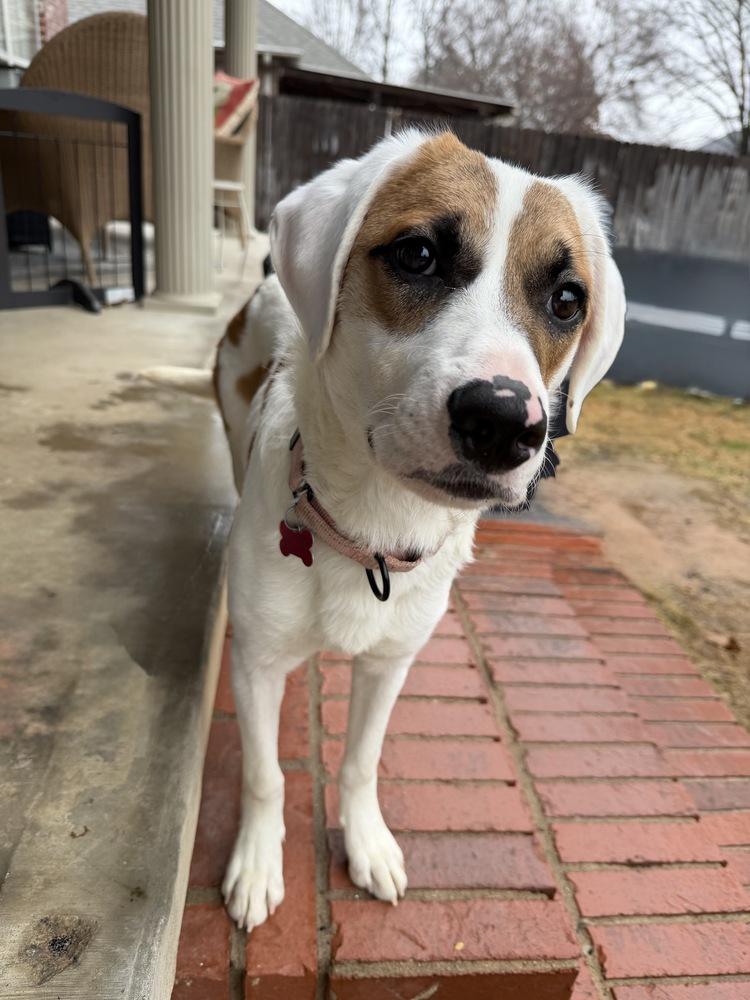 Enlarge Fallon Feather, a Adoptable mixed breed in Boston, MA image 4/6