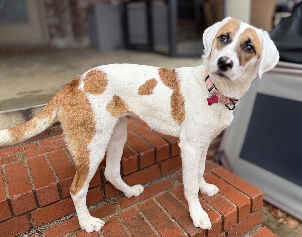 Enlarge Fallon Feather, a Adoptable mixed breed in Boston, MA image 5/6