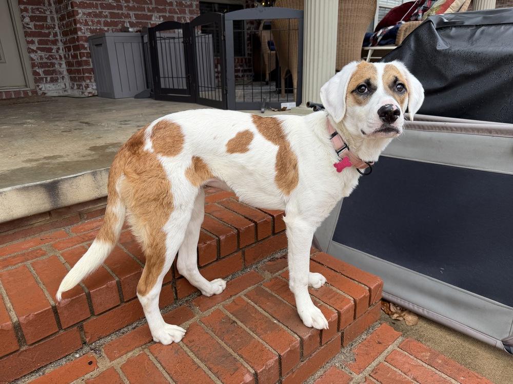 Enlarge Fallon Feather, a Adoptable mixed breed in Boston, MA image 6/6