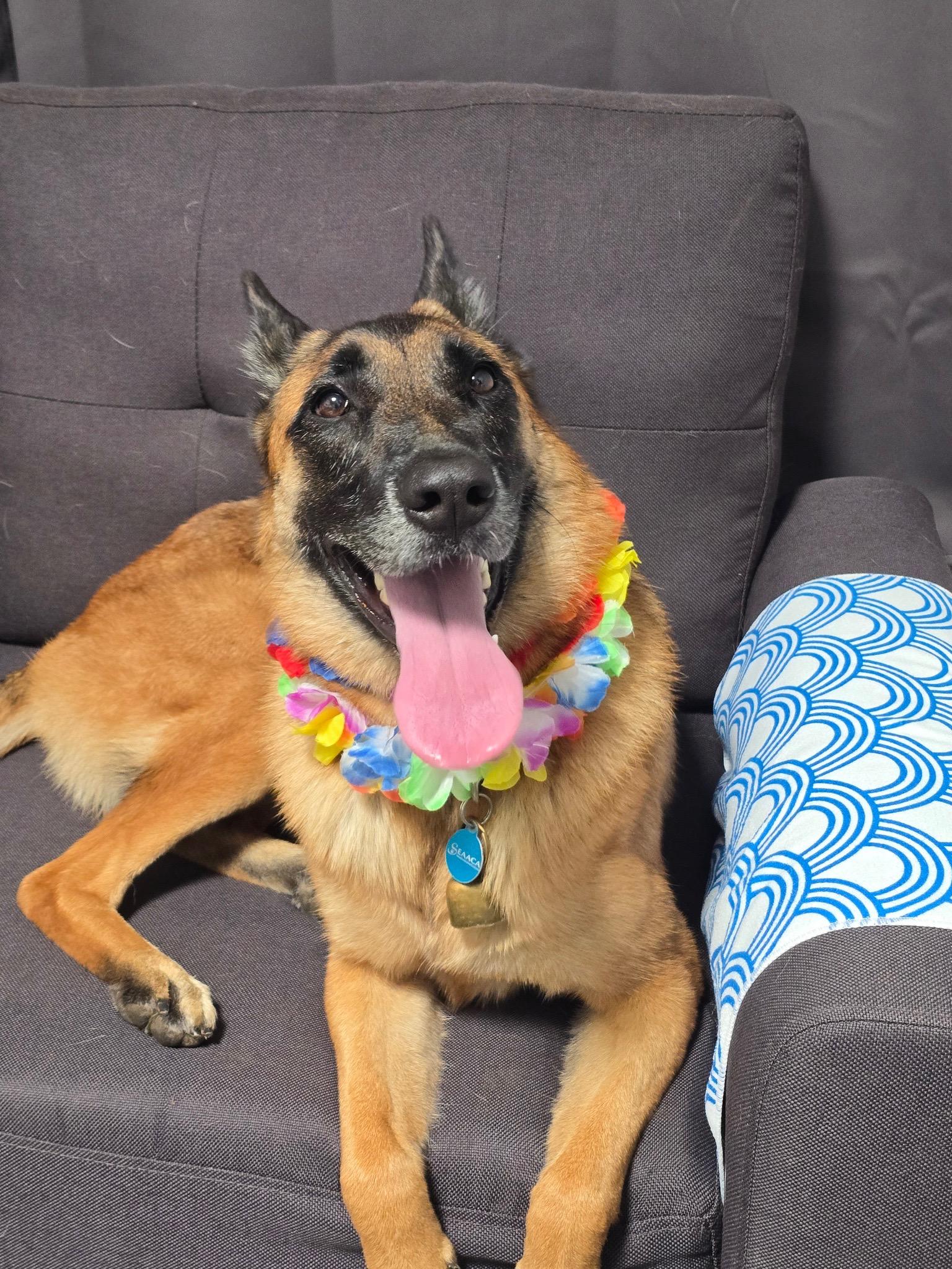 Enlarge Mia, a Adoptable Belgian Shepherd / Malinois in Los Angeles , CA image 2/6