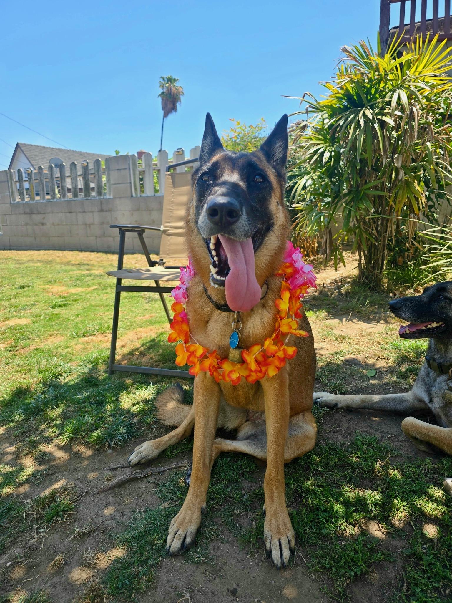 Mia, Adoptable, Young Female Belgian Shepherd / Malinois.