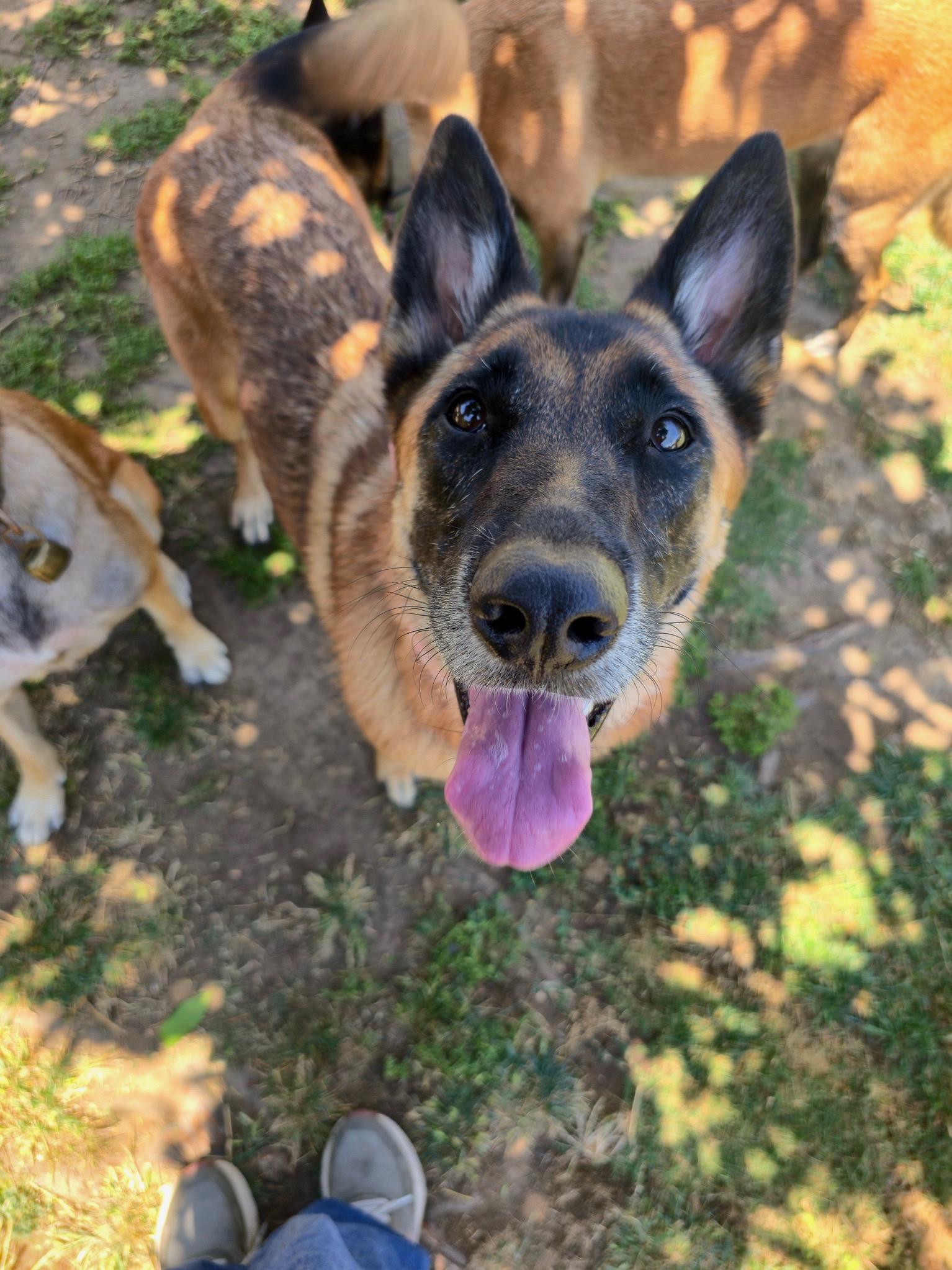 Enlarge Mia, a Adoptable Belgian Shepherd / Malinois in Los Angeles , CA image 6/6