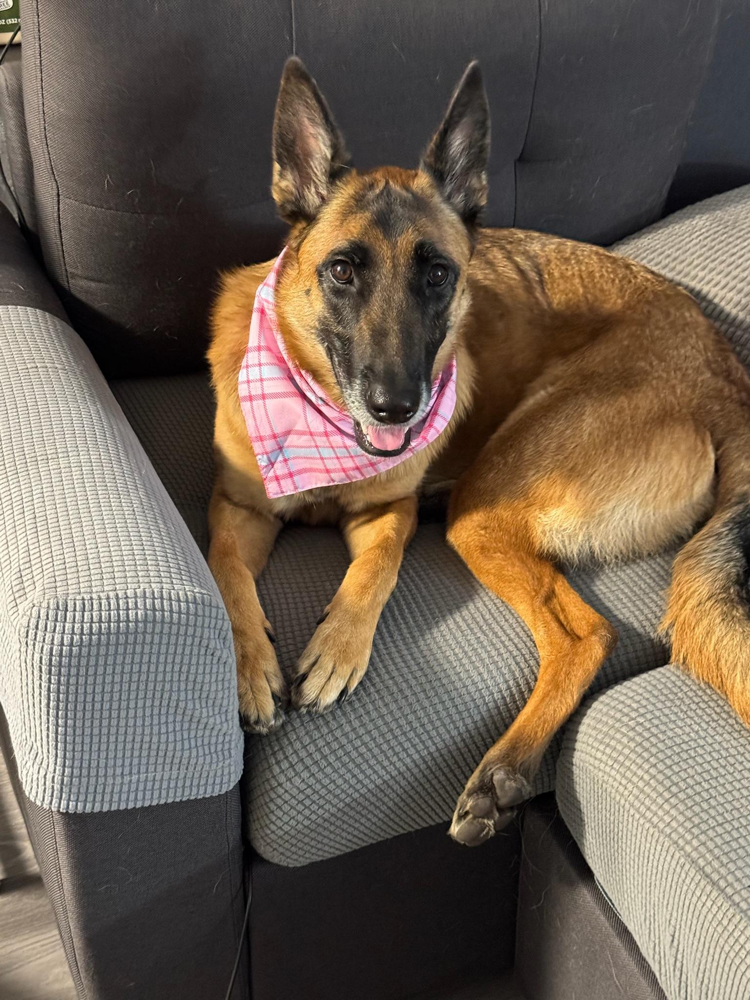 Enlarge Mia, a Adoptable Belgian Shepherd / Malinois in Los Angeles , CA image 4/6