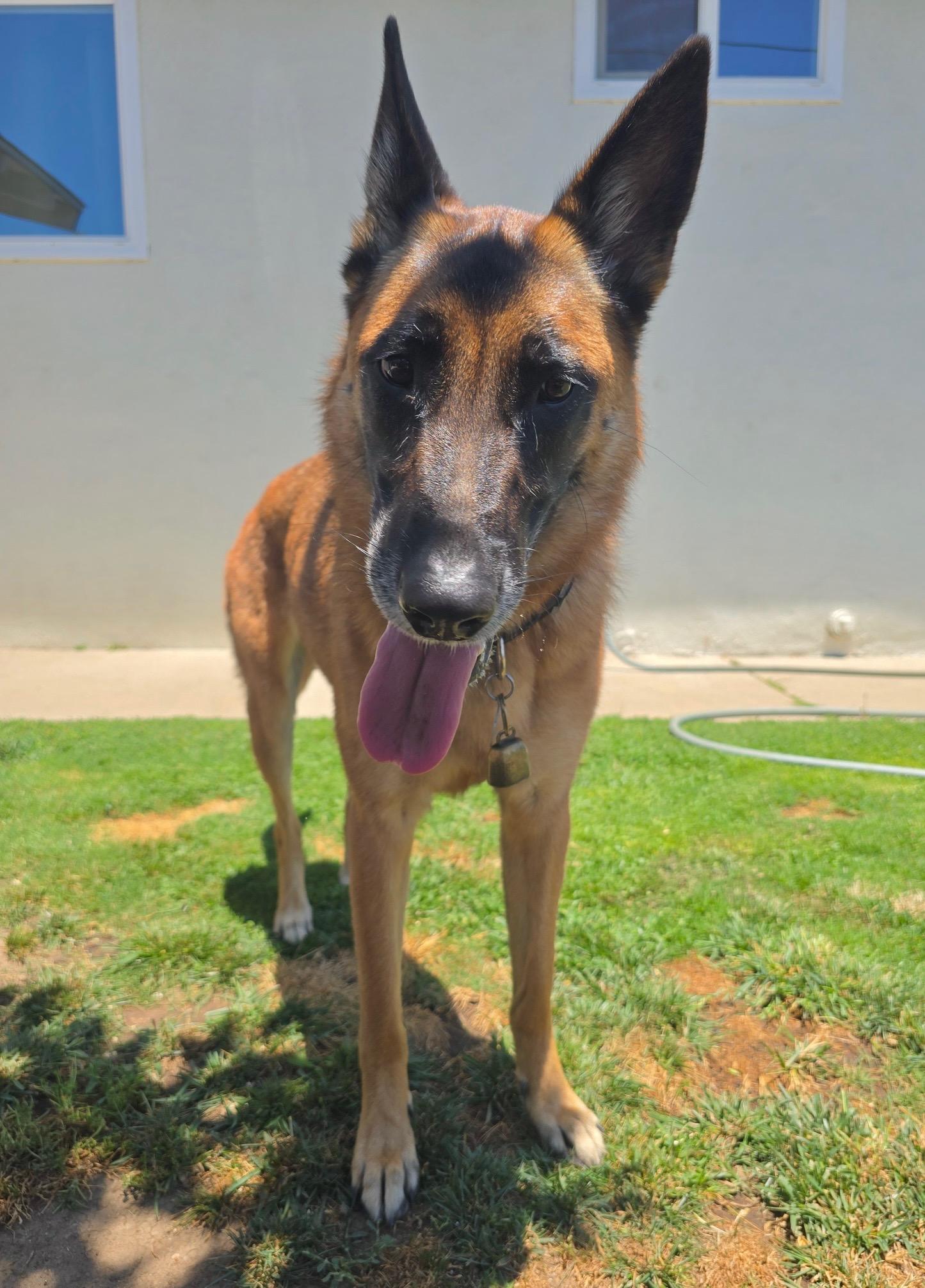 Enlarge Mia, a Adoptable Belgian Shepherd / Malinois in Los Angeles , CA image 3/6