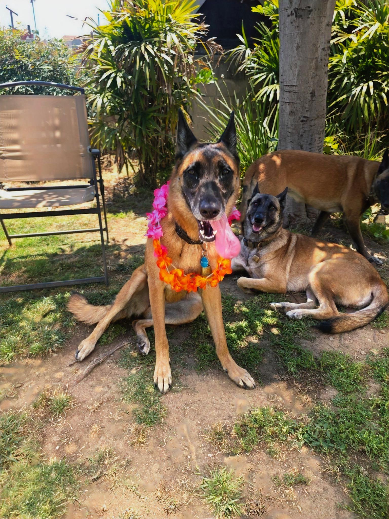 Enlarge Mia, a Adoptable Belgian Shepherd / Malinois in Los Angeles , CA image 5/6