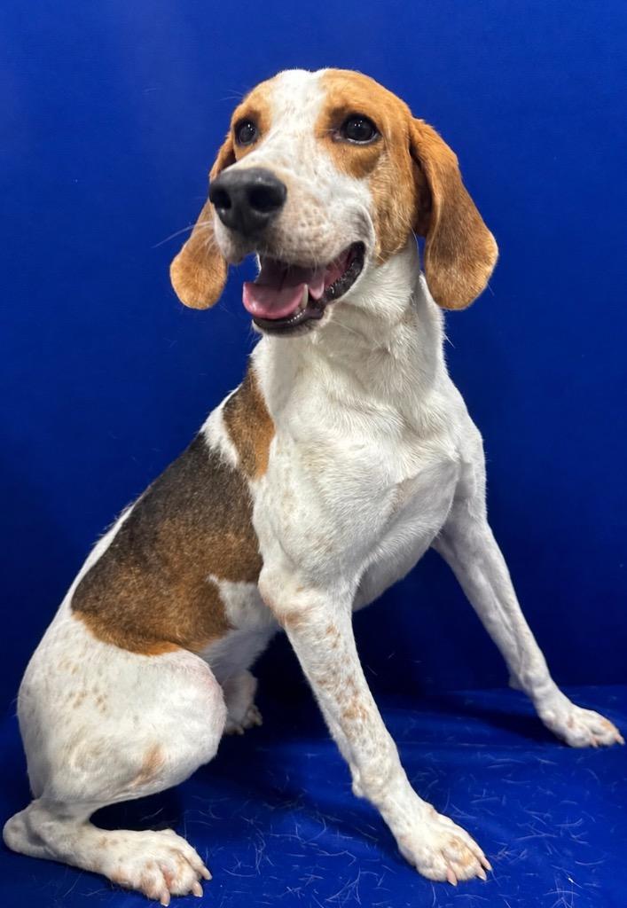 Pony Boy, Adoptable, Young Male Hound.