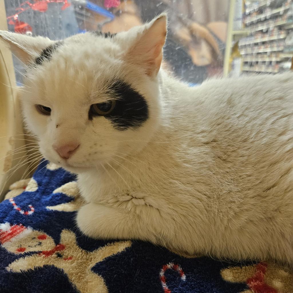 Patches, Adoptable, Senior Male Domestic Short Hair.