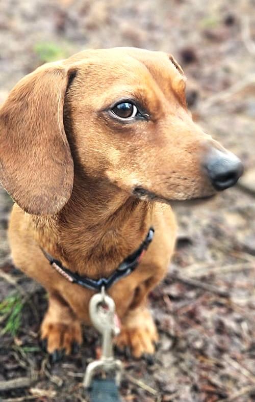 Enlarge Luke in NC, a ADOPTABLE Dachshund in Winston-Salem, NC image 1/5